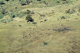 Bffelherde im Okavango Delta
